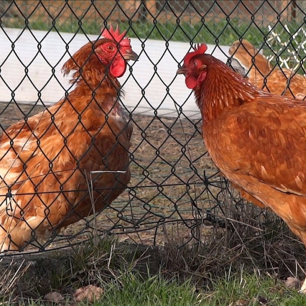 grillage pour jardin